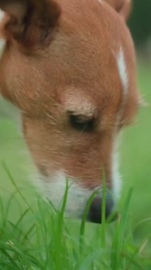 Çayırda yeşil çimen yiyen neşeli köpek. Aktif Jack Russell teriyer köpeği midesini temizliyor. Hayvan bakımı