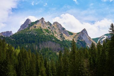Yeşil çayırlı dağ manzarası, çam ormanları ve açık gökyüzünün altında karla kaplı zirvelerle çevrili. Polonya, Zakopane 'deki Tatra dağları. Giewont zirvesi