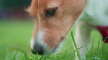 Çayırda yeşil çimen yiyen neşeli köpek. Aktif Jack Russell teriyer köpeği midesini temizliyor. Hayvan bakımı