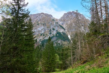 Yeşil çayırlı dağ manzarası, çam ormanları ve açık gökyüzünün altında karla kaplı zirvelerle çevrili. Polonya, Zakopane 'deki Tatra dağları. Giewont zirvesi