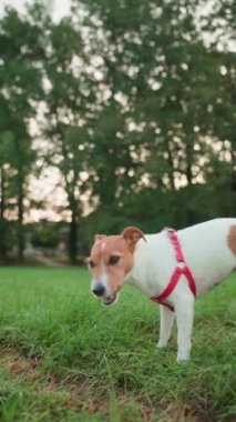 Çayırda yeşil çimen yiyen neşeli köpek. Aktif Jack Russell teriyer köpeği midesini temizliyor. Hayvan bakımı