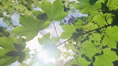 Güneş ışınları yeşil orman yapraklarının arasından yaz günü parlıyor. Parkta güneşli bir sabah. Doğa arkaplanı