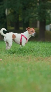 Çayırda yeşil çimen yiyen neşeli köpek. Aktif Jack Russell teriyer köpeği midesini temizliyor. Hayvan bakımı