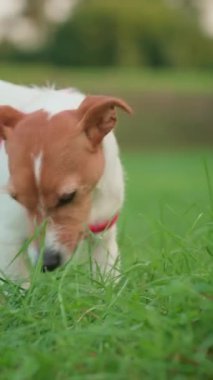 Çayırda yeşil çimen yiyen neşeli köpek. Aktif Jack Russell teriyer köpeği midesini temizliyor. Hayvan bakımı