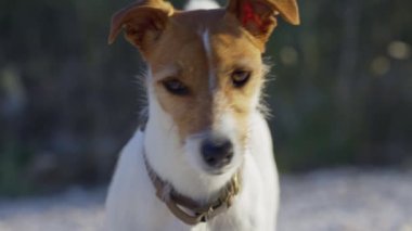 Kayalık çakıl yolunda, gün ışığında küçük kahverengi ve beyaz bir köpek. Etkin Jack Russell Terrier kırsal alanda yürüyor