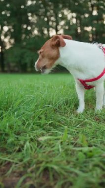 Çayırda yeşil çimen yiyen neşeli köpek. Aktif Jack Russell teriyer köpeği midesini temizliyor. Hayvan bakımı