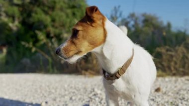 Kayalık çakıl yolunda, gün ışığında küçük kahverengi ve beyaz bir köpek. Etkin Jack Russell Terrier kırsal alanda yürüyor