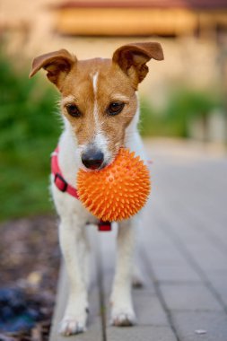 Kırmızı koşum takımı giyen oyuncu Jack Russell Terrier, yolda dikilirken turuncu dikenli topu ağzında tutuyor. Aktif köpek gezdirme