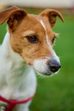 Yaz günü yeşil çimlerde yeşil çimlerde gezinen sevimli aktif köpek. Jack Russell Terrier portreyi kapat