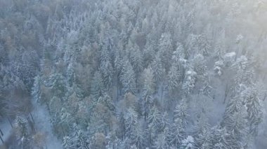 Karlı ormanın en üst manzarası. Çam ağaçları karla kaplı, gökyüzü manzaralı şarap manzarası