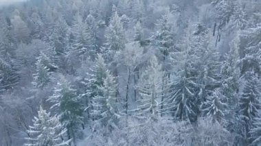 Karlı ormanın en üst manzarası. Çam ağaçları karla kaplı, gökyüzü manzaralı şarap manzarası