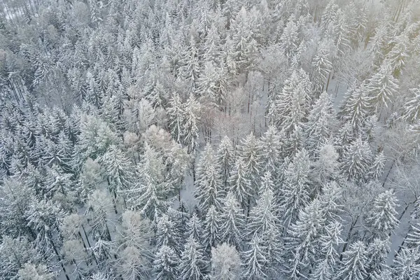 Karlı ormanın en üst manzarası. Çam ağaçları karla kaplı, gökyüzü manzaralı şarap manzarası