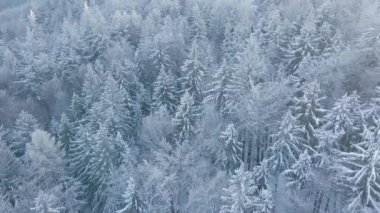 Karlı ormanın en üst manzarası. Çam ağaçları karla kaplı, gökyüzü manzaralı şarap manzarası
