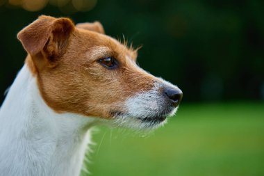 Yaz günü yeşil çimlerde yeşil çimlerde gezinen sevimli aktif köpek. Jack Russell Terrier portreyi kapat