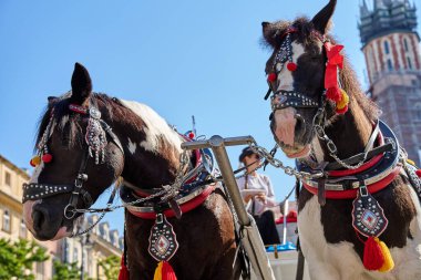 Güneşli bir günde arka planda Aziz Marys Bazilikası ile Krakow ana pazar meydanında duran iki süslü at. Polonya, Krakow 'da turistler için vagon