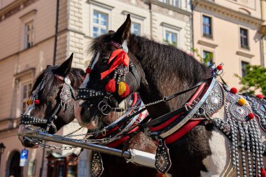 Güneşli bir günde arka planda Aziz Marys Bazilikası ile Krakow ana pazar meydanında duran iki süslü at. Polonya, Krakow 'da turistler için vagon