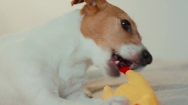 Tatlı köpek yatakta uzanıyor ve sarı lastik tavuğu çiğniyor. Jack Russell teriyer köpeği yatak odasında oyuncakla oynuyor. Hayvan davranışları