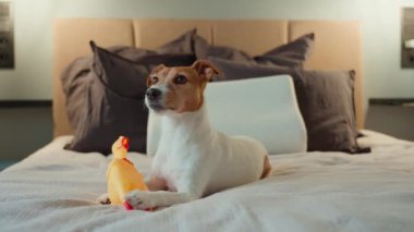 Tatlı köpek yatakta uzanıyor ve sarı lastik tavuğu çiğniyor. Jack Russell teriyer köpeği yatak odasında oyuncakla oynuyor. Hayvan davranışları