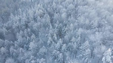 Karlı ormanın en üst manzarası. Çam ağaçları karla kaplı, gökyüzü manzaralı şarap manzarası