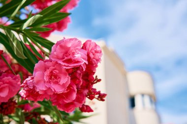 Çağdaş mimarinin bulanık zeminine ve mavi gökyüzüne karşı yeşil yapraklarla açan parlak pembe çiçekler.