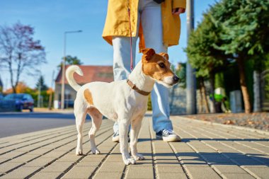 Güneşli bir günde tasmalı bir köpekle yürüyen bir kadın. Hayvan sahibi ve Jack Russell Terrier şehir caddesinde kaldırımda. Hayvan yürüyüşü