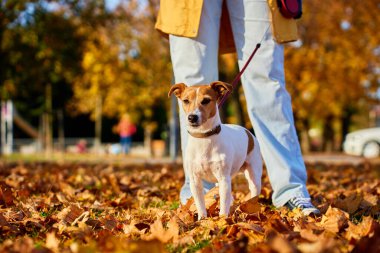 Küçük Jack Russell Terrier sahibi ile birlikte sonbahar parkında düşen yaprakların üzerinde duruyordu. Dişi köpek gezdirici güneşli bir günde köpekle yürür. Sabah yürüyüşünde sevimli bir hayvan.