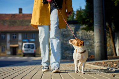 Güneşli bir günde tasmalı bir köpekle yürüyen bir kadın. Hayvan sahibi ve Jack Russell Terrier şehir caddesinde kaldırımda. Köpek gezdirme