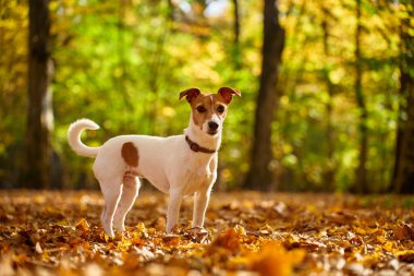 Sonbahar parkında renkli yaprakları olan bir köpek. Sevimli Jack Russell Terrier köpeğinin açık hava portresi. Küçük köpek ormanda yürüyor.