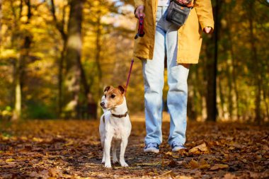 Jack Russell Terrier sahibi ile birlikte renkli sonbahar yapraklarıyla kaplı ormanda yürüyor. Sabah yürüyüşünde sevimli bir hayvan. Evcil hayvanıyla dışarıda eğlenen bir kadın
