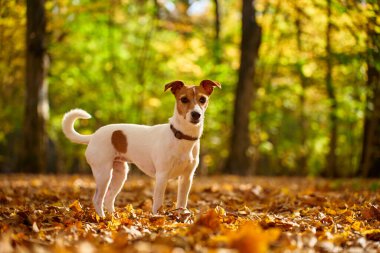 Sonbahar parkında renkli yaprakları olan bir köpek. Sevimli Jack Russell Terrier köpeğinin açık hava portresi. Küçük köpek ormanda yürüyor.