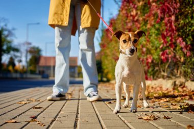 Güneşli bir günde tasmalı bir köpekle yürüyen bir kadın. Hayvan sahibi ve Jack Russell Terrier şehir caddesinde kaldırımda. Hayvan yürüyüşü