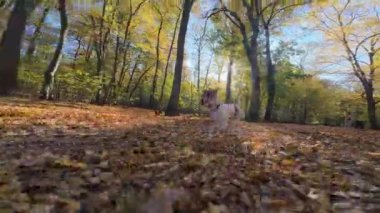Renkli yapraklarla sonbahar parkında koşan bir köpek. Sevimli Jack Russell Terrier köpeğinin açık hava portresi. Sonbahar günü ormanda yürüyen küçük bir köpek.