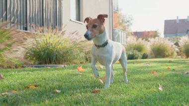 Jack Russell Terrier sonbahar bahçesinde yeşil çimlerin üzerinde duruyor. Sabahları küçük bir köpek yürüyor.