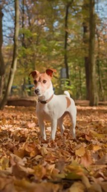 Sonbahar parkında renkli yaprakları olan bir köpek. Sevimli Jack Russell Terrier köpeğinin açık hava portresi. Küçük köpek ormanda yürüyor.
