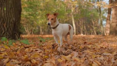 Sonbahar parkında renkli yaprakları olan bir köpek. Sevimli Jack Russell Terrier köpeğinin açık hava portresi. Küçük köpek ormanda yürüyor.