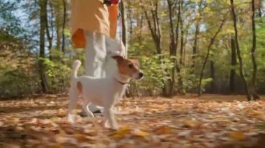 Sonbahar sezonunda küçük köpeğini şehir parkında gezdiren bir kadın. Jack Russell Terrier, sonbahar ormanında sahibiyle oynuyor. Dişi köpek bakıcısı sabah köpeğiyle yürür, tasmalı köpeğe yol gösterir. Hayvan bakımı