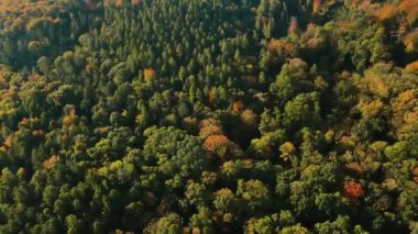 Parlak gökyüzü altında yuvarlanan tepeleri kaplayan renkli sonbahar ormanlarının havadan görünüşü. Renkli çam ağaçlarıyla kaplı dağların panoramik manzarası. Güzel doğa manzarası
