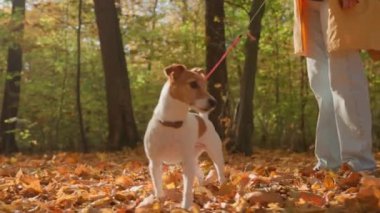 Sonbahar sezonunda küçük köpeğini şehir parkında gezdiren bir kadın. Jack Russell Terrier, sonbahar ormanında sahibiyle oynuyor. Dişi köpek bakıcısı sabah köpeğiyle yürür, tasmalı köpeğe yol gösterir. Hayvan bakımı