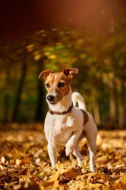 Sonbahar parkında renkli yaprakları olan bir köpek. Sevimli Jack Russell Terrier köpeğinin açık hava portresi. Sonbahar günü ormanda yürüyen küçük bir köpek.