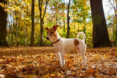Sonbahar parkında renkli yaprakları olan bir köpek. Sevimli Jack Russell Terrier köpeğinin açık hava portresi. Küçük köpek ormanda yürüyor.