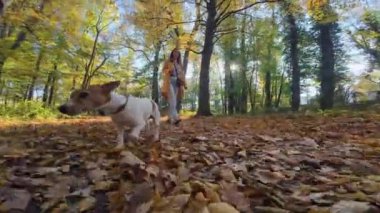 Jack Russell Terrier sahibi ile birlikte renkli sonbahar yapraklarıyla kaplı ormanda yürüyor. Sabah yürüyüşünde sevimli bir hayvan. Kadın ve evcil hayvanı güneşli bir günde dışarıda eğleniyor.