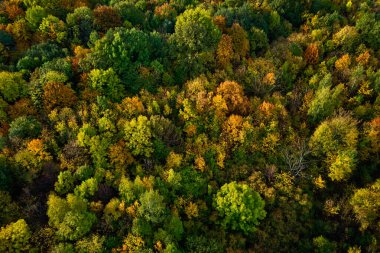 Renkli ağaçlı sonbahar ormanı, hava manzaralı. Doğal ortamda canlı yeşil, sarı ve turuncu yapraklar.