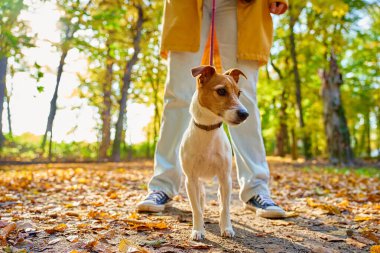 Sonbahar sezonunda küçük köpeğini şehir parkında gezdiren bir kadın. Jack Russell Terrier, sonbahar ormanında sahibiyle oynuyor. Dişi köpek bakıcısı sabah köpeğiyle yürür, tasmalı köpeğe yol gösterir. Hayvan bakımı
