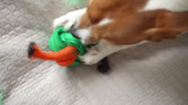 Jack Russell Terrier renkli yeşil ve turuncu ip oyuncaklarını çiğniyor. Yatakta uzanıp oyuncaklarla oynayan sevimli bir köpek. Hayvan aktiviteleri, çiğneme alışkanlıkları ve köpek oyuncakları konsepti.