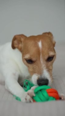 Jack Russell Terrier renkli yeşil ve turuncu ip oyuncaklarını çiğniyor. Yatakta uzanıp oyuncaklarla oynayan sevimli bir köpek. Hayvan aktiviteleri, çiğneme alışkanlıkları ve köpek oyuncakları konsepti.