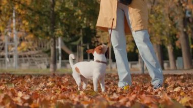 Köpek sahibi Jack Russell teriyerini güneşli ormanda eğitiyor. Evcil hayvanıyla dışarıda eğlenen bir kadın. Bayan köpek bakıcısı sonbahar parkında küçük bir köpeği gezdiriyor.