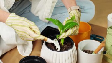 Bahçe eldivenleri takan ellerin yakın çekimi seramik kapta küçük tırmıklar kullanarak saksıları yeniden saksılıyor. Evde bahçe ve bitki bakımı kavramı