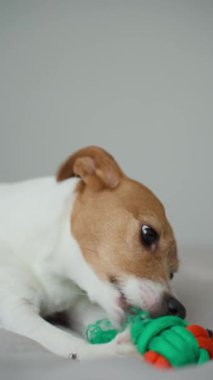 Jack Russell Terrier renkli yeşil ve turuncu ip oyuncaklarını çiğniyor. Yatakta uzanıp oyuncaklarla oynayan sevimli bir köpek. Hayvan aktiviteleri, çiğneme alışkanlıkları ve köpek oyuncakları konsepti.