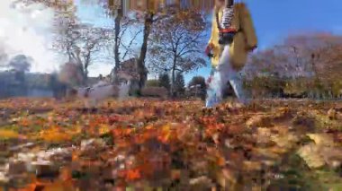 Küçük Jack Russell Terrier sahibi ile yürürken sonbahar parkında yaprakların üzerinde koşuyor. Dişi köpek gezdirici güneşli bir günde köpekle yürür. Sabah yürüyüşünde sevimli bir hayvan.