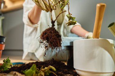 Yeniden saksı dikme işlemi sırasında bitki tutan bahçe eldivenleri giyen bir kadın. Bahçıvan evde çiçek naklediyor. Bahçe aletleri ve saksı bitkileriyle çevrili yerde oturuyor.